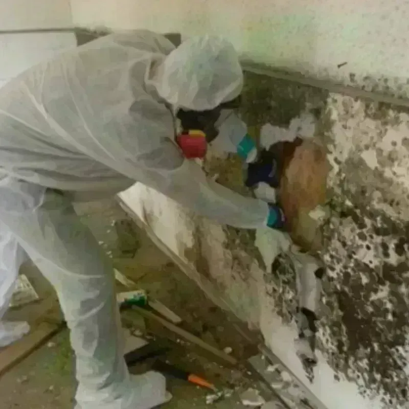 Mold Remediation and Removal in Quail Creek, TX